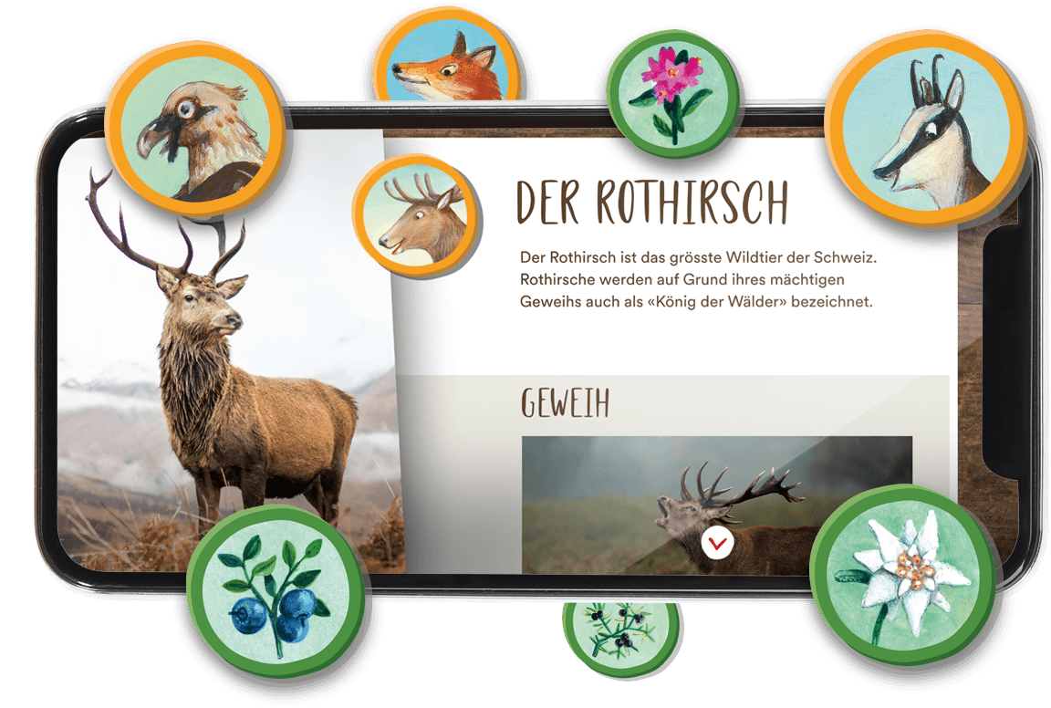 Edutainment im Mobile Game für iPhone und iPad. Die Kinder schalten Tiere und Pflanzen frei und lernen was, hier der Rothirsch